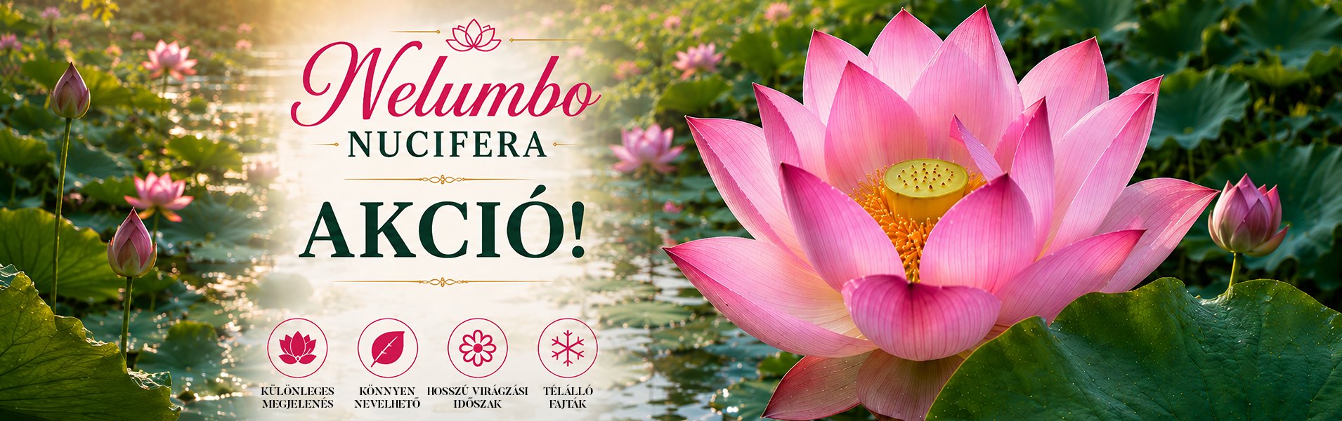 Rózsaszín Nelumbo nucifera indiai lótuszvirág nagy vízlepergető levelekkel kerti tóban