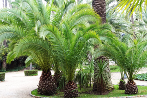 Pálmák ültetési és kezelési eljárása