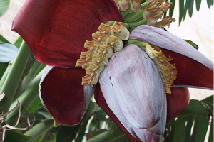 Banánok ültetési és kezelési eljárása