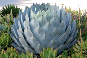 Agave, yucca, aloe ültetési és kezelési eljárása