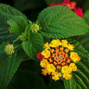 Lantana camara - Tarka sétányrózsa - 5db mag/csomag