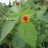 Lantana camara - Tarka sétányrózsa - 5db mag/csomag