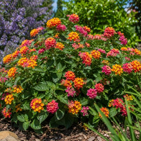Lantana camara tarka sétányrózsa dúsan virágzó bokra napos kertben, élénk színű virágzatokkal