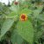Lantana camara - Tarka sétányrózsa - 5db mag/csomag