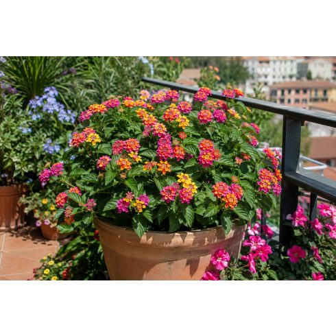 Lantana camara tarka sétányrózsa dekoratív díszedényben, gazdag rózsaszín, narancssárga és sárga virágzással