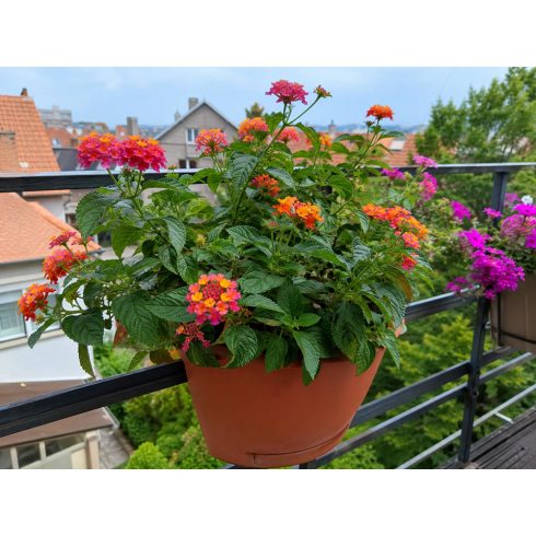 Lantana camara tarka sétányrózsa dekoratív díszcserépben korláton
