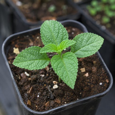 Fiatal Lantana camara palánta kis nevelőcserépben, egészséges zöld, finoman fogazott levelekkel
