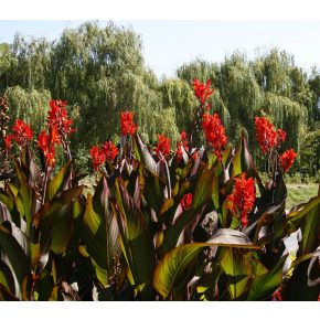 Canna indica - Rózsanád - Piros - 5db mag/csomag