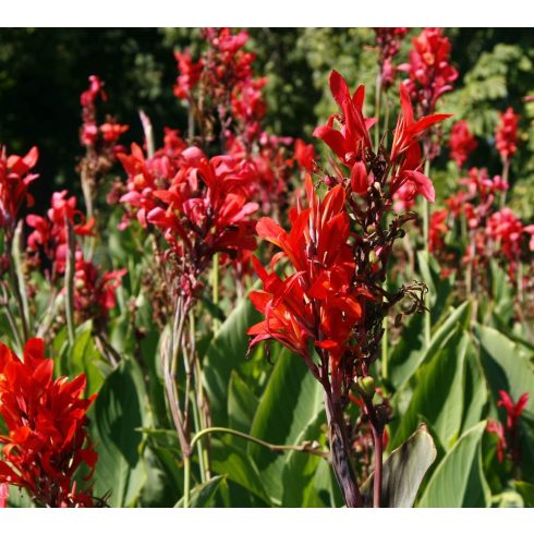 Canna indica - Rózsanád - Piros - 5db mag/csomag