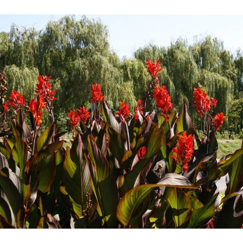 Canna indica - Rózsanád - Piros - 5db mag/csomag