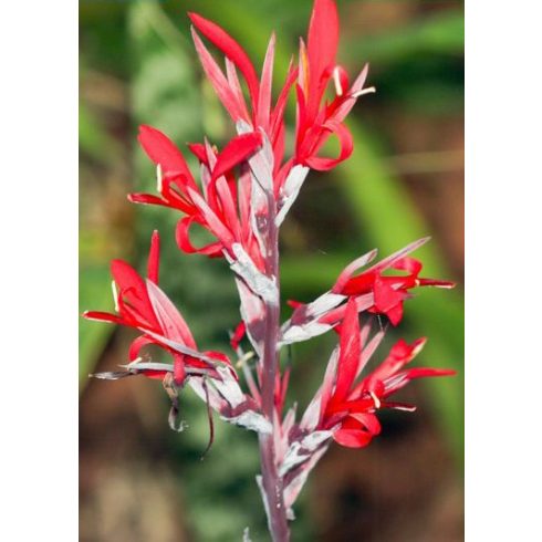 Canna indica - Rózsanád - 5db mag/csomag