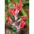 Canna indica - Rózsanád - Piros - 5db mag/csomag