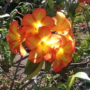 Rhododendron sp. - Rhododendron - Narancs - 5db mag/csomag