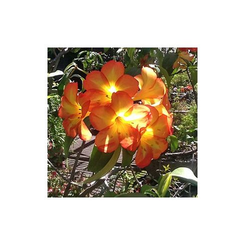 Rhododendron sp. - Rhododendron - Narancs - 5db mag/csomag