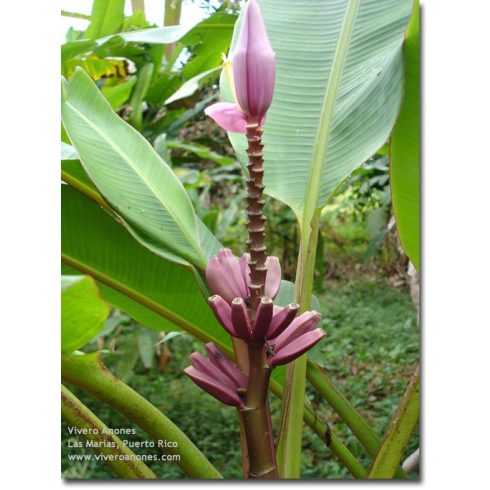 Musa ornata (Purple Flower) - Lila banán - 5db mag/csomag