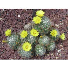 Mammillaria baumii - 5db mag/csomag