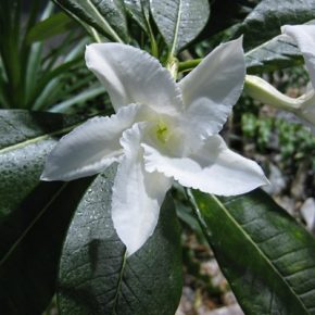   Pachypodium lamerei - Madagaszkári gumólábfa - 5db mag/csomag