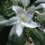 Pachypodium lamerei - Madagaszkári gumólábfa - 5db mag/csomag
