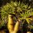   Pachypodium lamerei  'Madagascar Palm' - 5pcs seeds/packet - goldenpalm.hu