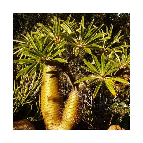 Pachypodium lamerei - Madagaszkári gumólábfa - 5db mag/csomag