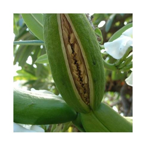 Pachypodium lamerei - Madagaszkári gumólábfa - 5db mag/csomag