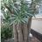   Pachypodium lamerei  'Madagascar Palm' - 5pcs seeds/packet - goldenpalm.hu