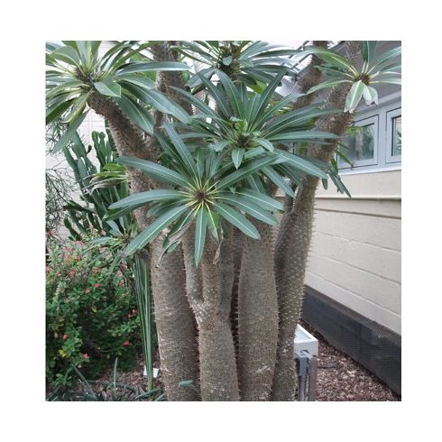 Pachypodium lamerei - Madagaszkári gumólábfa - 5db mag/csomag