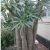 Pachypodium lamerei - Madagaszkári gumólábfa - 5db mag/csomag
