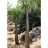   Pachypodium lamerei  'Madagascar Palm' - 5pcs seeds/packet - goldenpalm.hu