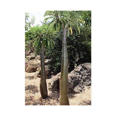 Pachypodium lamerei - Madagaszkári gumólábfa - 5db mag/csomag