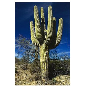 Carnegiea gigantea - Szagurokaktusz - 5db mag/csomag