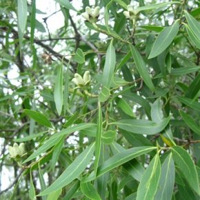 Quillaja brasiliensis - Szappanfa - 5db mag/csomag