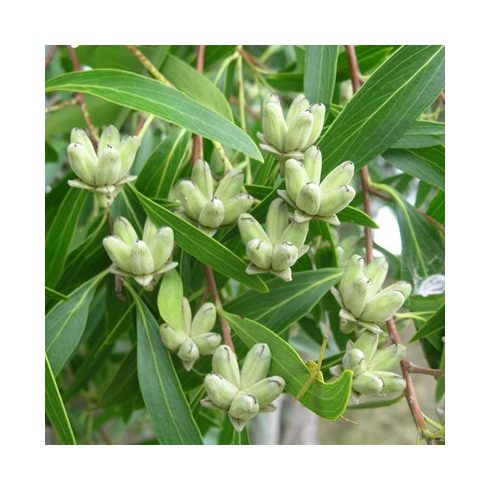 Quillaja brasiliensis - Szappanfa - 5db mag/csomag