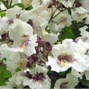   Catalpa bignonioides - Szívlevelű szivarfa - 5db mag/csomag