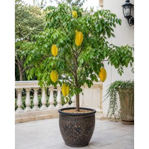   Averrhoa carambola - Starfruit - Csillaggyümölcs - Karambola - 3db mag/csomag