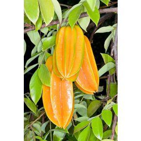 Averrhoa carambola - Starfruit - Csillaggyümölcs - Karambola - 5db mag/csomag