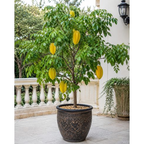 Averrhoa carambola - Starfruit - Csillaggyümölcs - Karambola - 3db mag/csomag