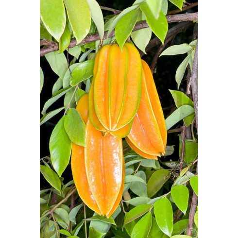 Averrhoa carambola - Starfruit - Csillaggyümölcs - Karambola - 5db mag/csomag