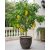 Averrhoa carambola - Starfruit - Csillaggyümölcs - Karambola - 3db mag/csomag