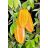 Averrhoa carambola - Starfruit - Csillaggyümölcs - Karambola - 5db mag/csomag