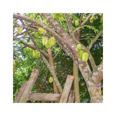 Averrhoa carambola - Starfruit - Csillaggyümölcs - Karambola - 5db mag/csomag