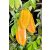 Averrhoa carambola - Starfruit - Csillaggyümölcs - Karambola - 3db mag/csomag