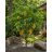 Averrhoa carambola - Starfruit - Csillaggyümölcs - Karambola - 5db mag/csomag