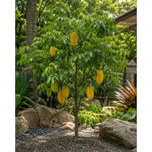 Averrhoa carambola - Starfruit - Csillaggyümölcs - Karambola - 3db mag/csomag