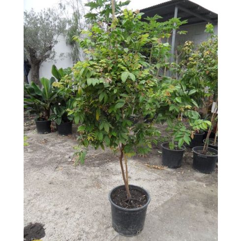 Averrhoa carambola - Starfruit - Csillaggyümölcs - Karambola - 5db mag/csomag