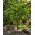 Averrhoa carambola - Starfruit - Csillaggyümölcs - Karambola - 3db mag/csomag