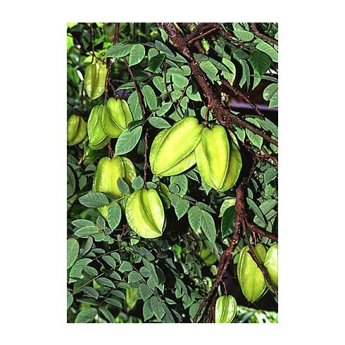 Averrhoa carambola - Starfruit - Csillaggyümölcs - Karambola - 5db mag/csomag
