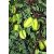 Averrhoa carambola - Starfruit - Csillaggyümölcs - Karambola - 3db mag/csomag
