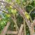 Averrhoa carambola - Starfruit - Csillaggyümölcs - Karambola - 3db mag/csomag