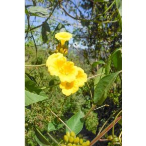 Ipomoea aurantiaca - Sárga hajnalka - 5db mag/csomag